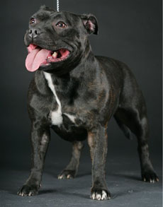 стаффордширский бультерьер